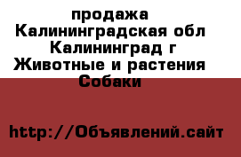 продажа - Калининградская обл., Калининград г. Животные и растения » Собаки   